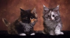 Скільки коштує кошеня породи мейн-кун